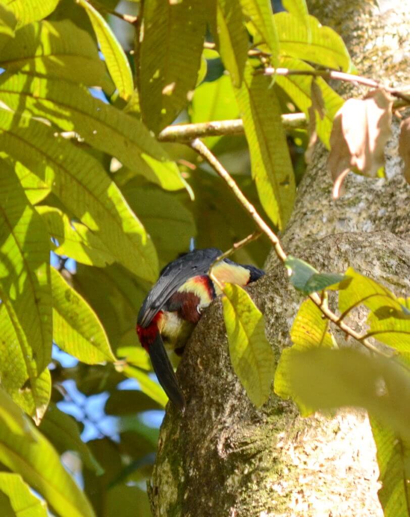 a collared aracari at its nest hole, ecocentro danaus, la fortuna, costa rica
