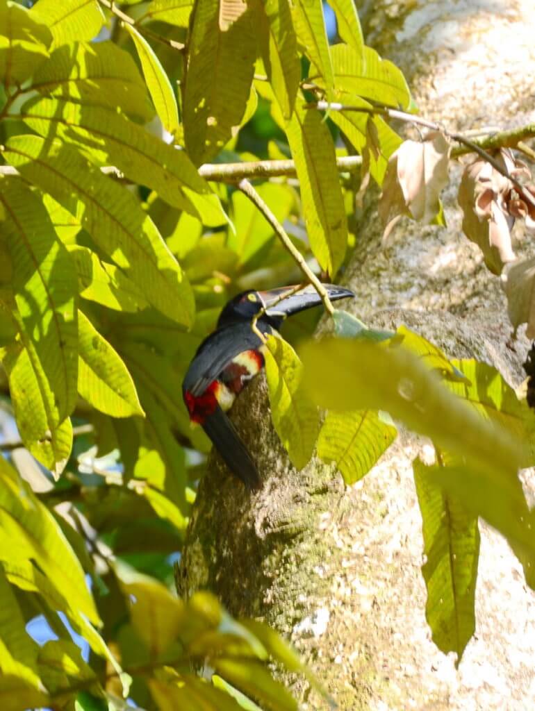 a collared aracari, ecocentro danaus, la fortuna, costa rica