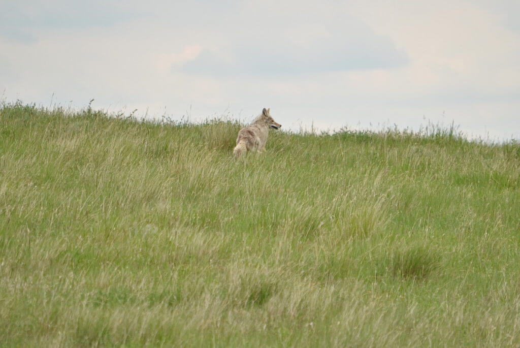 a coyote, saskatchewan