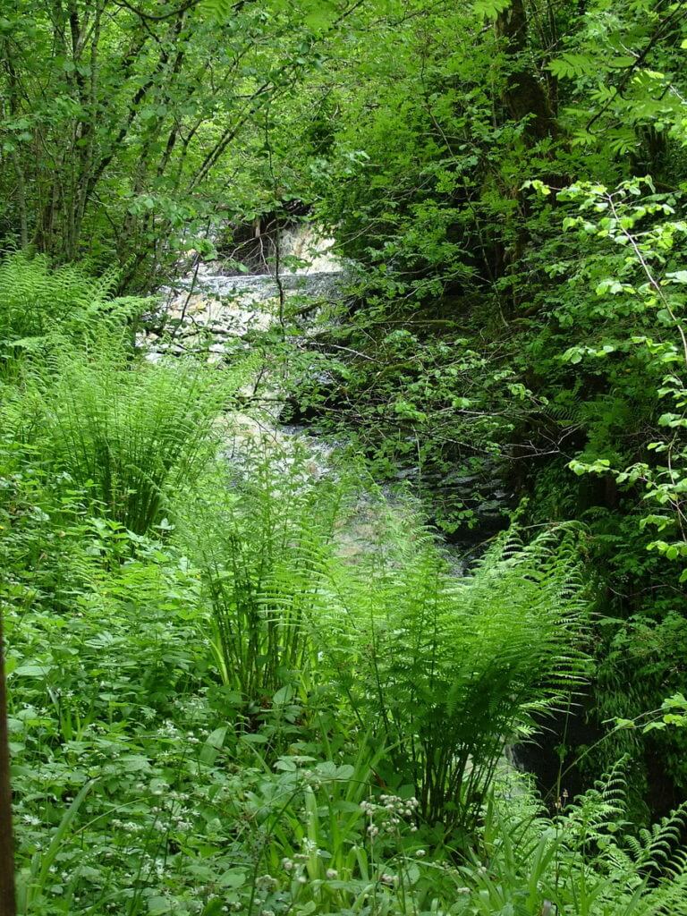 waterfalls trail, glenariff forest park, northern ireland