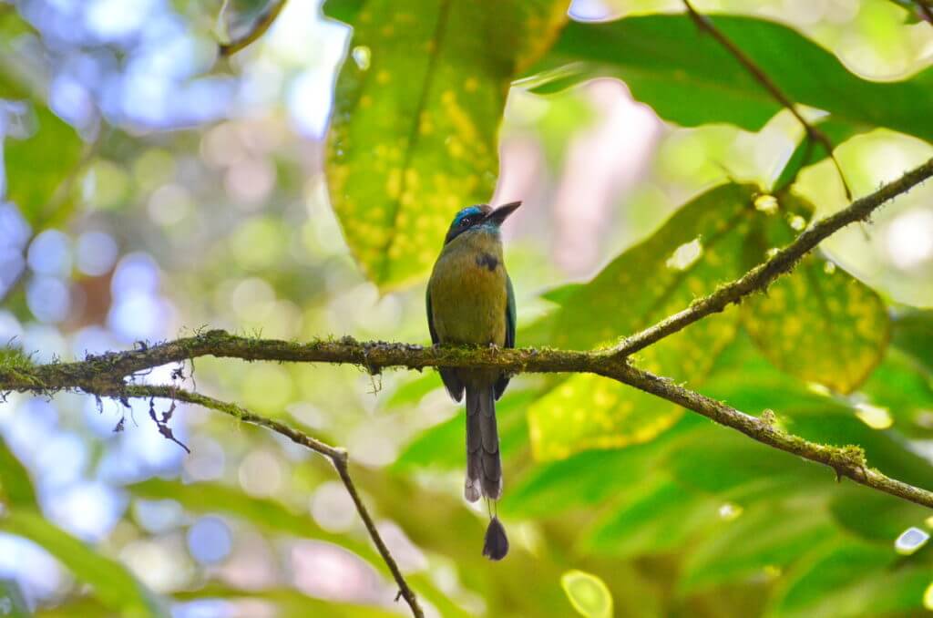 a lesson's motmot, ecocentro danaus, la fortuna, costa rica