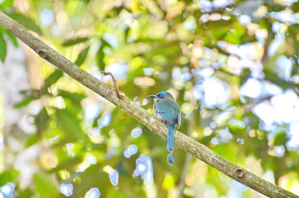 a lesson's motmot, ecocentro danaus, la fortuna, costa rica