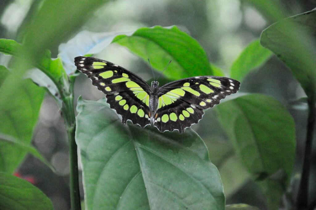 a malachite butterfly, ecocentro danaus, la fortuna, costa rica
