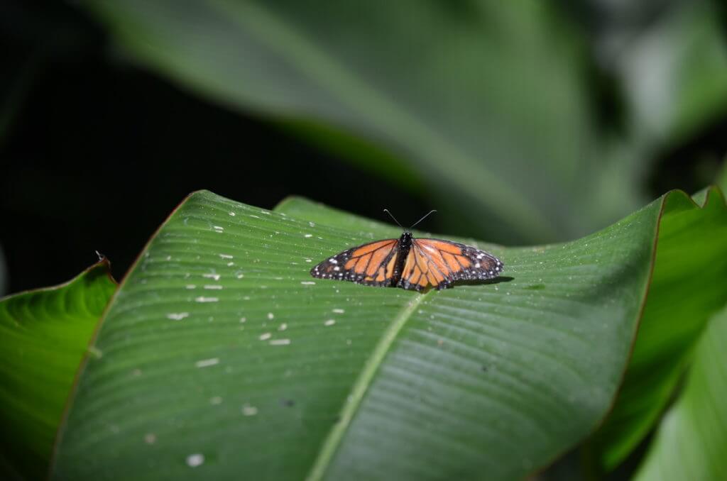 a monarch butterfly, ecocentro danaus, la fortuna, costa rica
