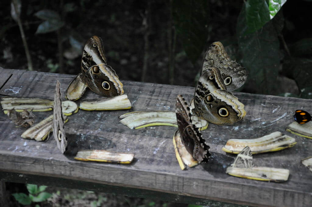 blue morpho and owl butterflies, ecocentro danaus, la fortuna, costa rica