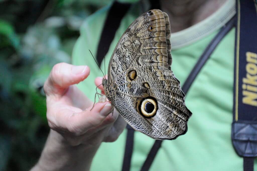 an owl butterfly, ecocentro danaus, la fortuna, costa rica
