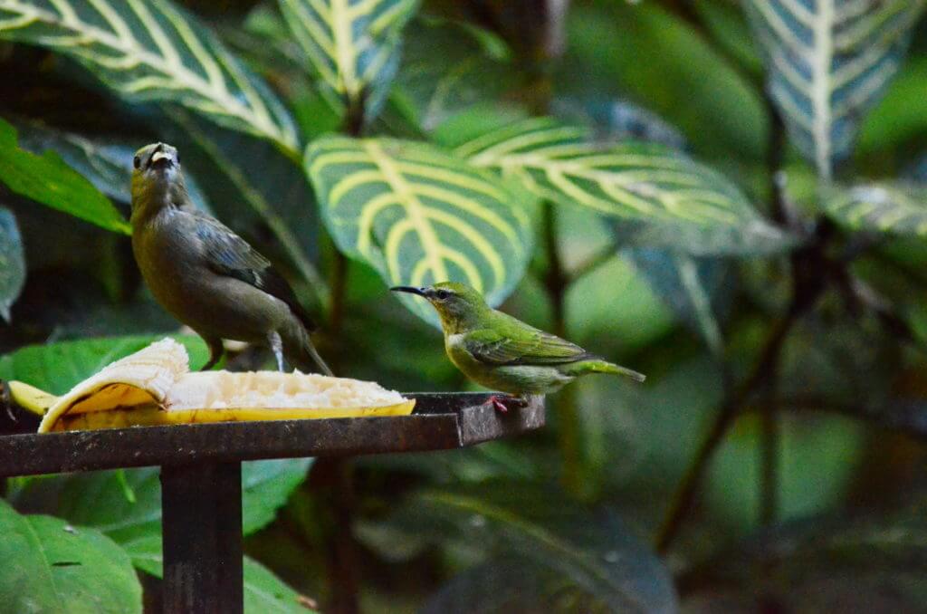 a red-legged honeycreeper, ecocentro danaus, la fortuna, costa rica