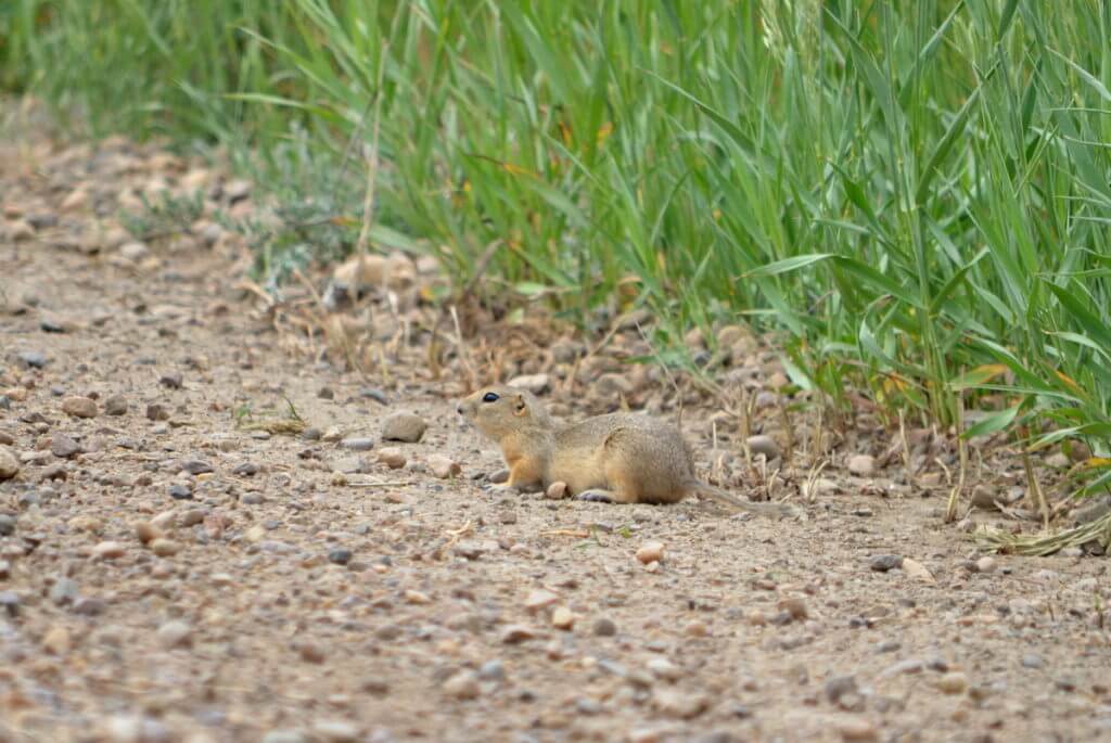 a richardson's ground squirrel, saskatchewan
