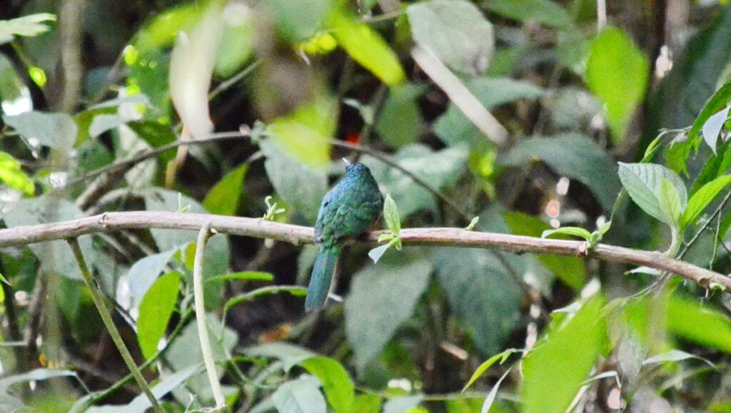 a rufous-tailed jacamar, ecocentro danaus, la fortuna, costa rica