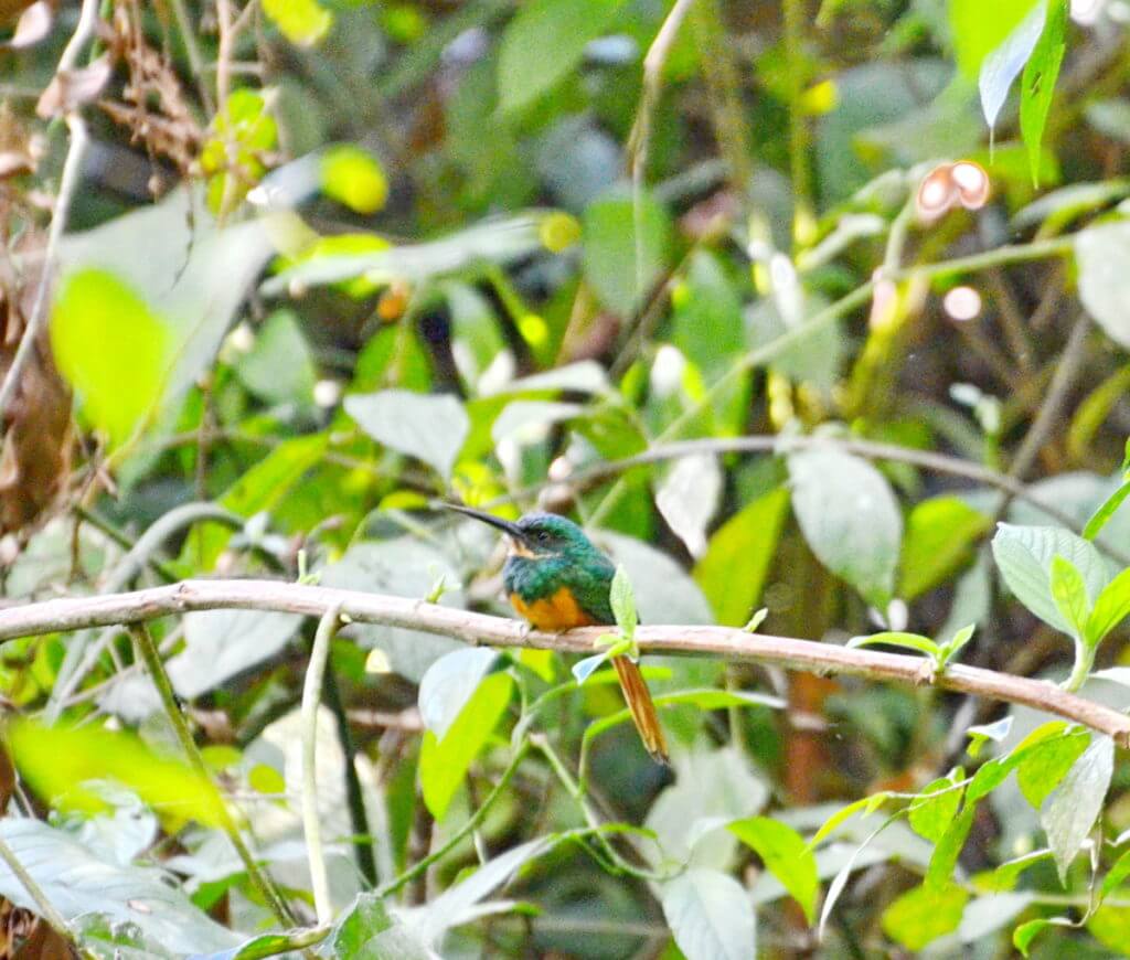 a rufous-tailed jacamar, ecocentro danaus, la fortuna, costa rica