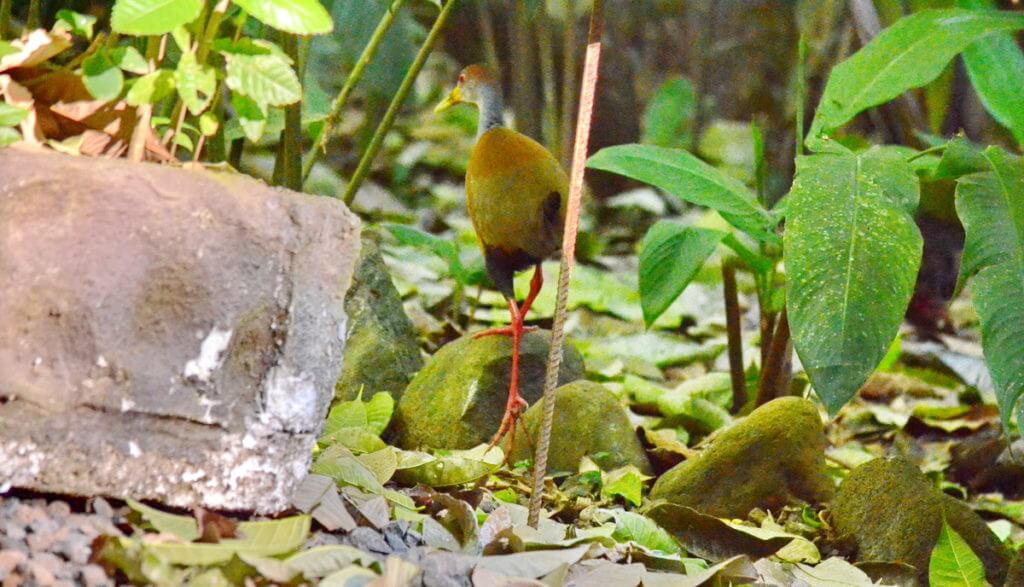 a russet-naped wood-rail, ecocentro danaus, la fortuna, costa rica