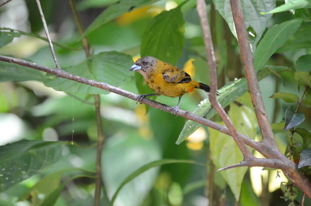 a female scarlet-rumped tanager, ecocentro danaus, la fortuna, costa rica