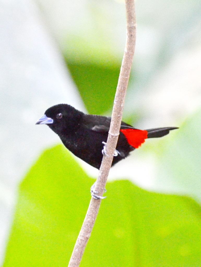 a scarlet-rumped (passerini's) tanager, ecocentro danaus, la fortuna, costa rica