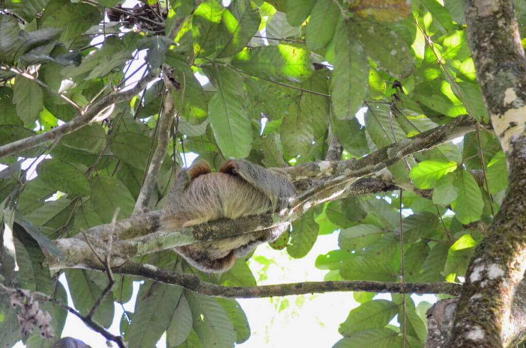 a sloth, ecocentro danaus, la fortuna, costa rica