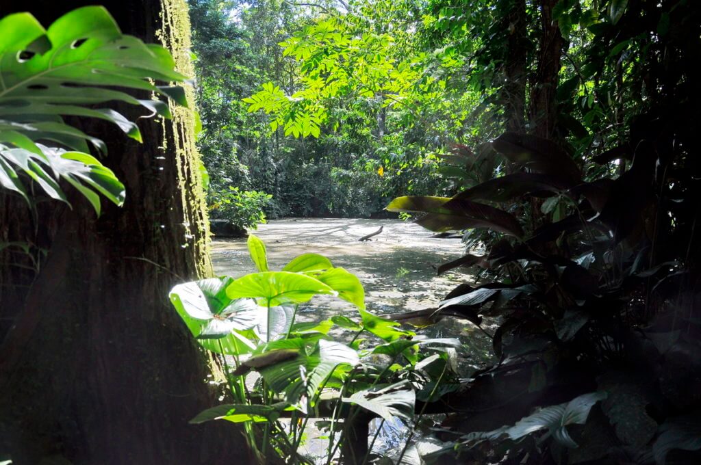 the dark lagoon, ecocentro danaus, la fortuna, costa rica