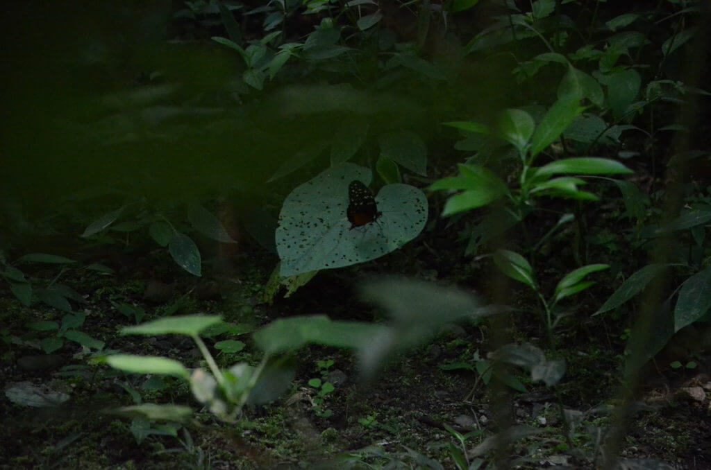 a tiger longwing butterfly, ecocentro danaus, la fortuna, costa rica
