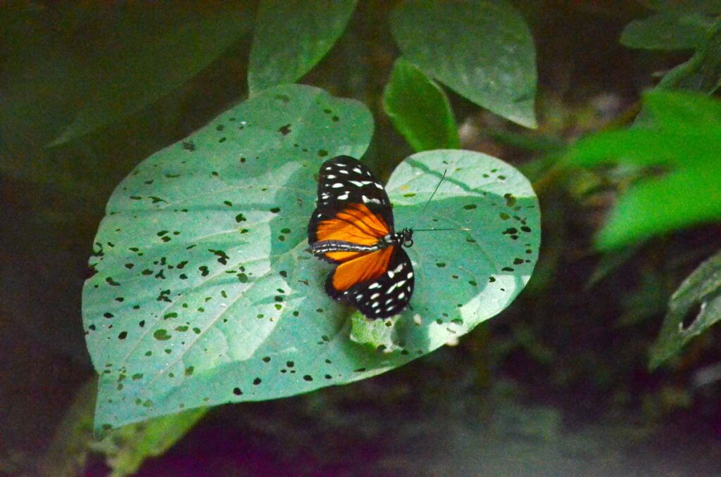 a tiger longwing butterfly, ecocentro danaus, la fortuna, costa rica