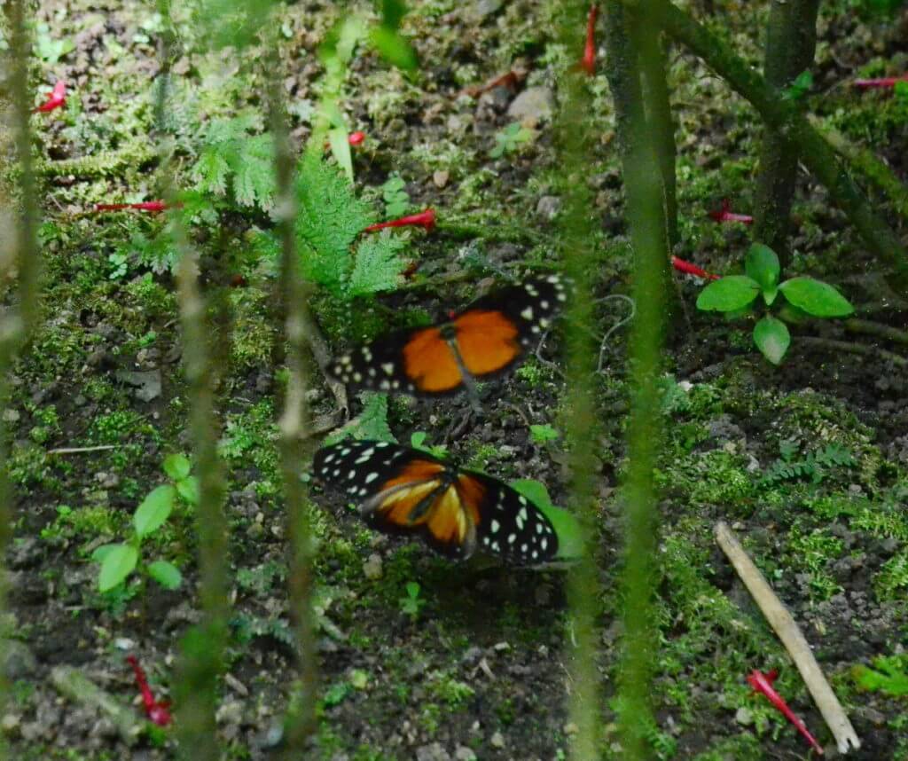 tiger longwing butterflies, ecocentro danaus, la fortuna, costa rica