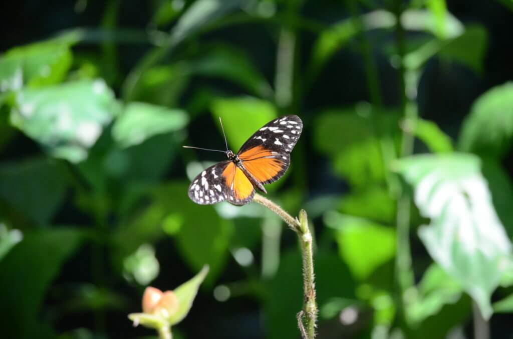 a tiger longwing butterfly, ecocentro danaus, la fortuna, costa rica