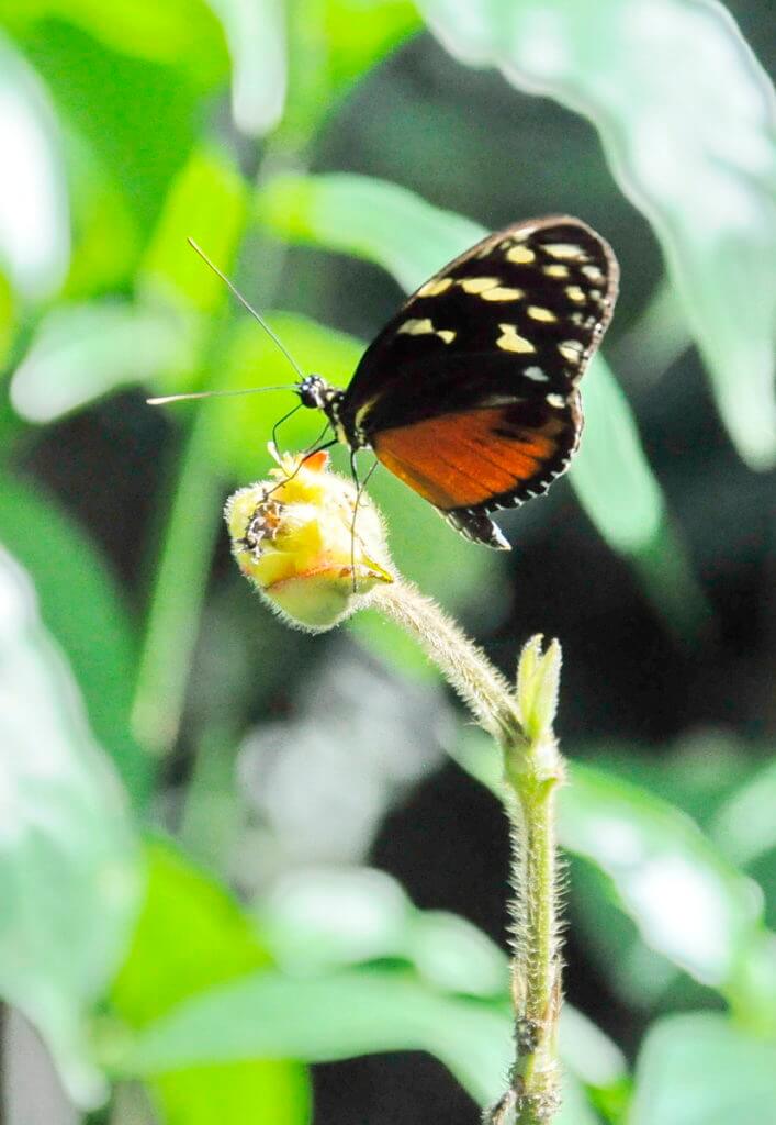 a tiger longwing butterfly, ecocentro danaus, la fortuna, costa rica