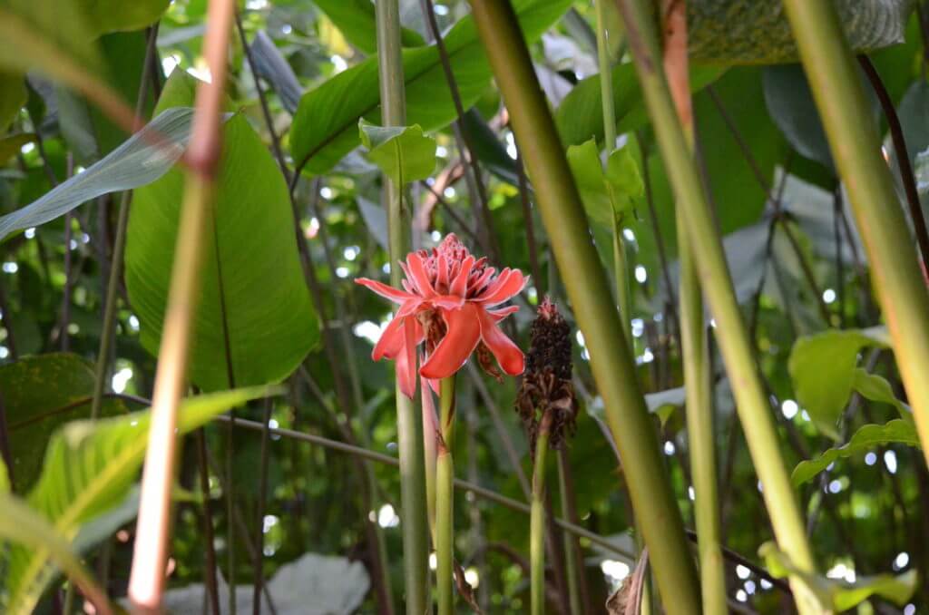 a torch ginger blossom, ecocentro danaus, la fortuna, costa rica