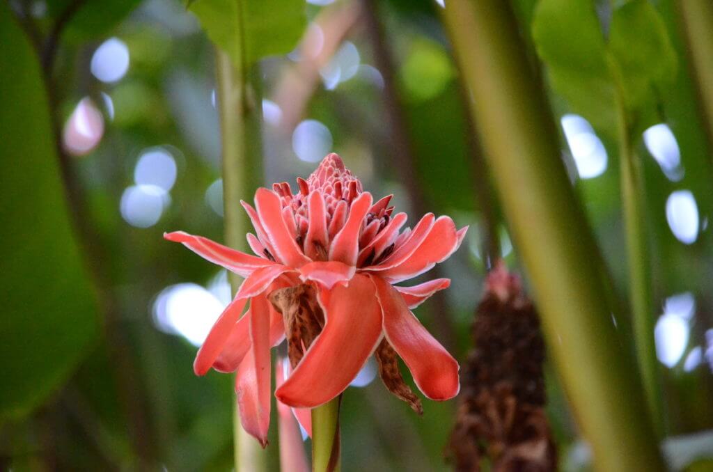 a torhc ginger flower, ecocentro danaus, la fortuna, costa rica