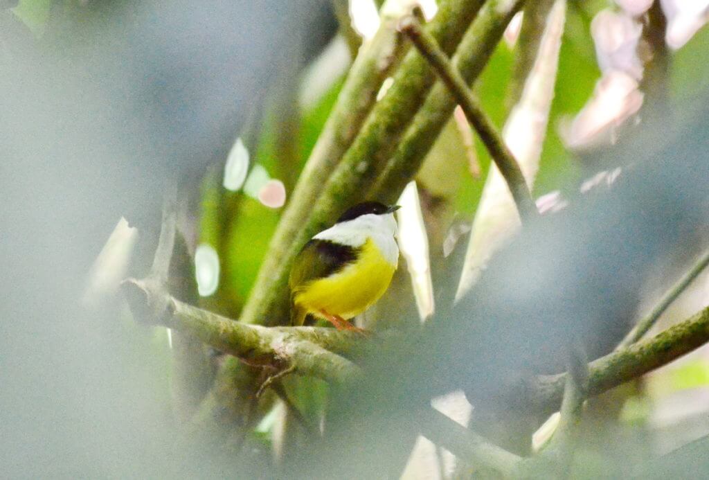 a white-collared manakin, ecocentro danaus, la fortuna, costa rica