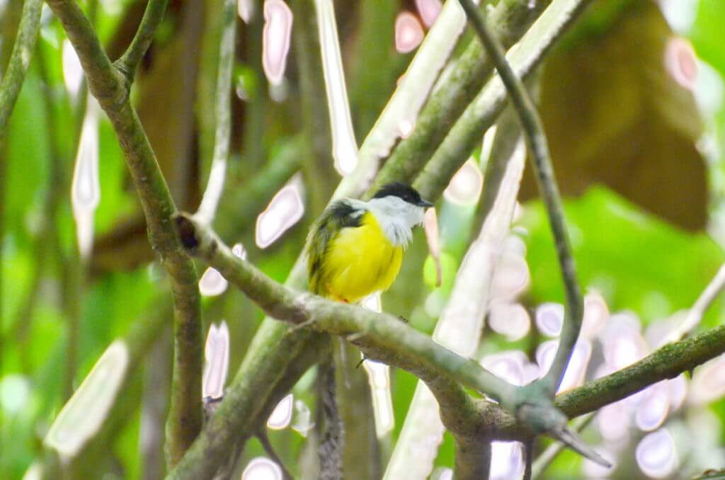 a white-collared manakin, ecocentro danaus, la fortuna, costa rica
