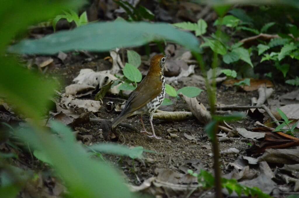a wood thrush, ecocentro danaus, la fortuna, costa rica