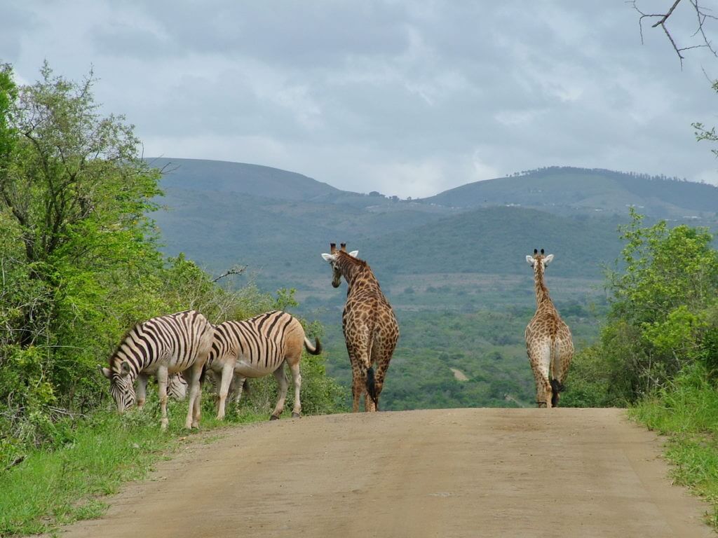 image of wildlife on a dirt road in South Africa.