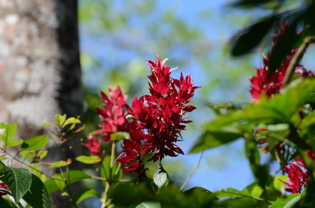 brazilian red coat flower, ecocentro danaus, la fortuna, costa rica