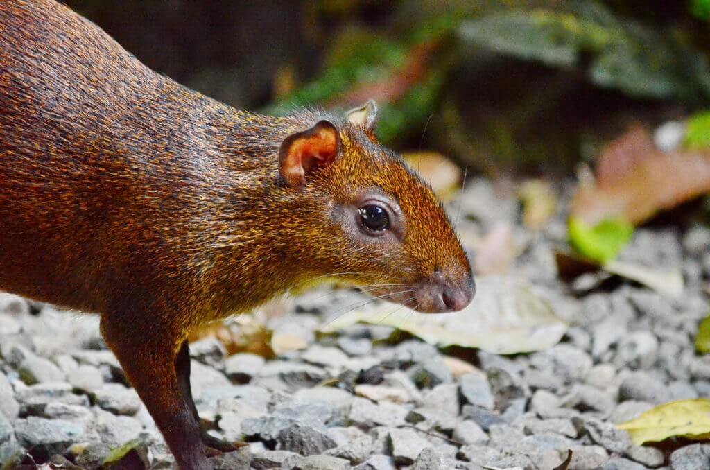 an agouti, ecocentro danaus, la fortuna, costa rica