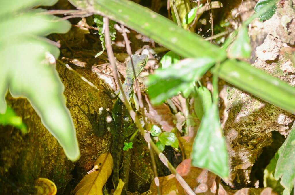 a common basilisk, ecocentro danaus, la fortuna, costa rica
