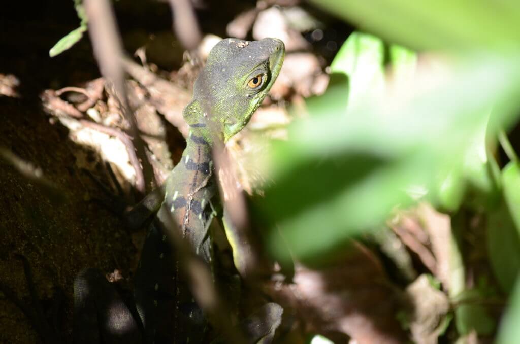 a young common basilisk, ecocentro danaus, la fortuna, costa rica