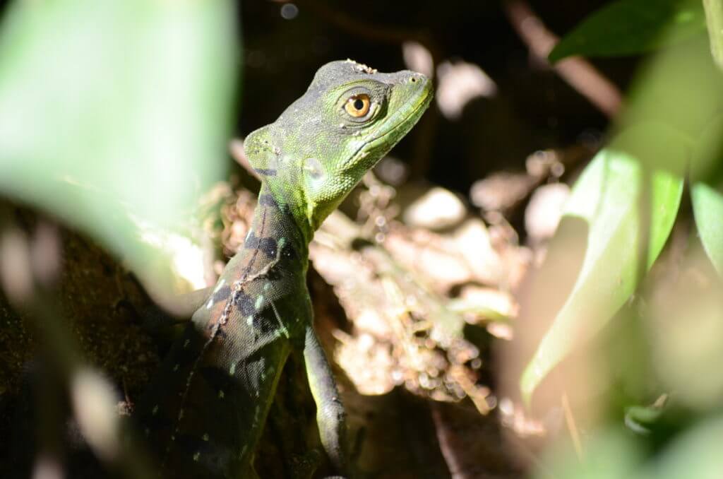 a common basilisk, ecocentro danaus, la fortuna, costa rica