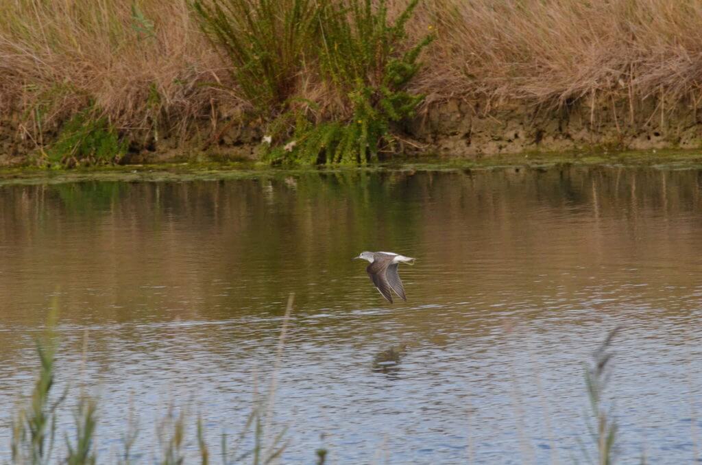 a common greenshank, parco regionale veneto del delta del po, po river delta, italy