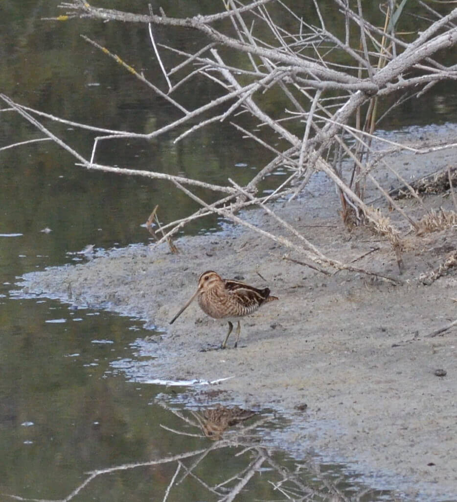 a common snipe, parco regionale veneto del delta del po, po river delta, italy