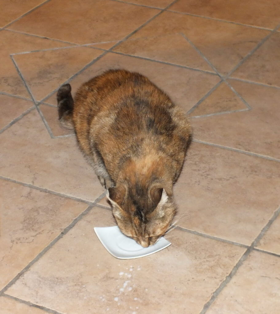 a cat drinking milk, po river delta, italy