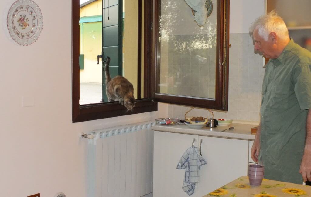 a cat entering our lodging, po river delta, italy