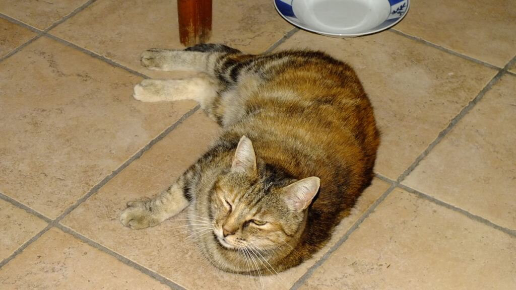 a farm cat, po river delta, italy