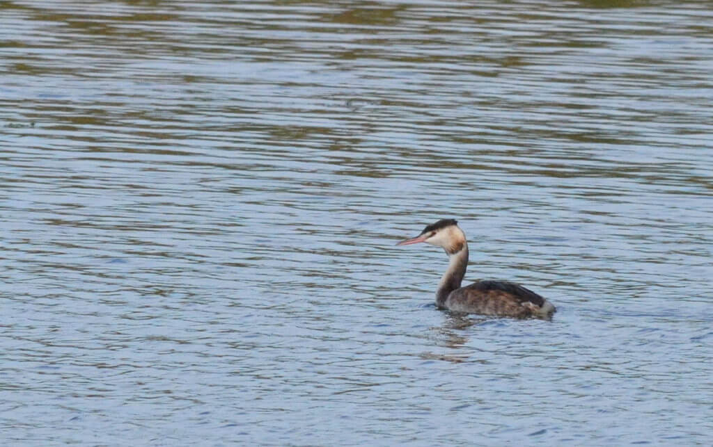 a great crested grebe, parco regionale veneto del delta del po, po river delta, italy