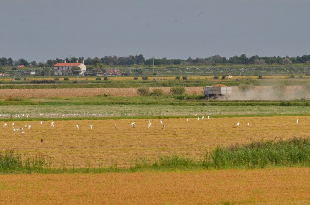 egrets after the rice harvest, parco regionale veneto del delta del po, po river delta, italy