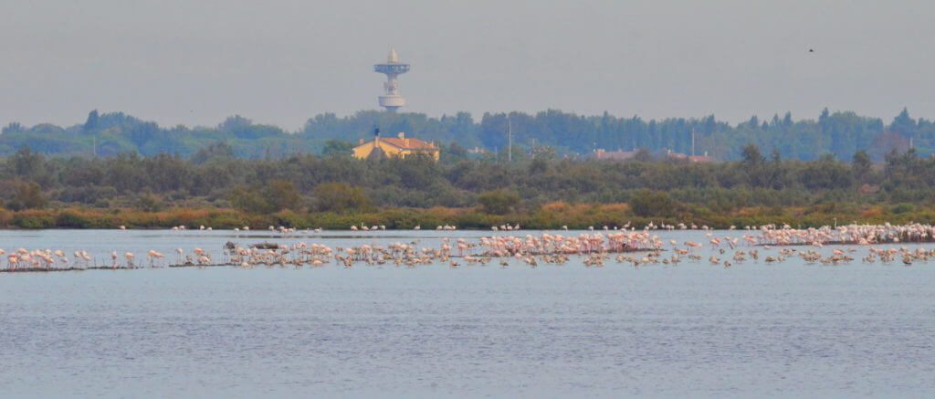 a greater flamingo colony, parco regionale veneto del delta del po, po river delta, italy