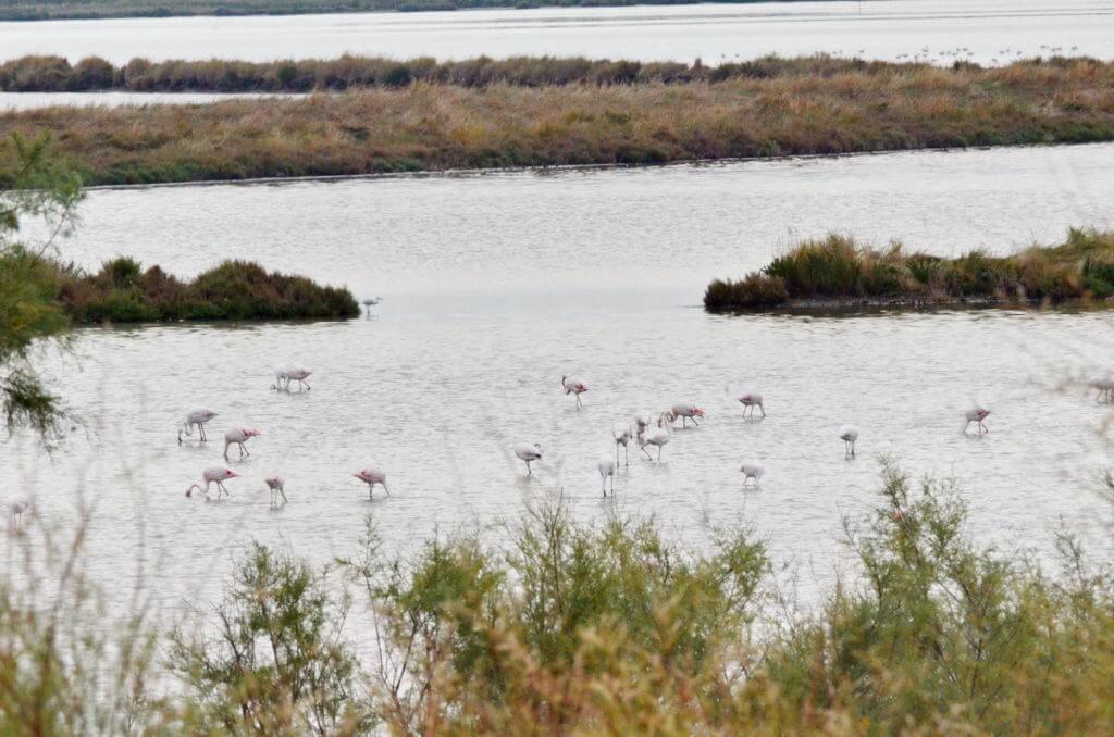 greater flamingos, parco regionale veneto del delta del po, po river delta, italy