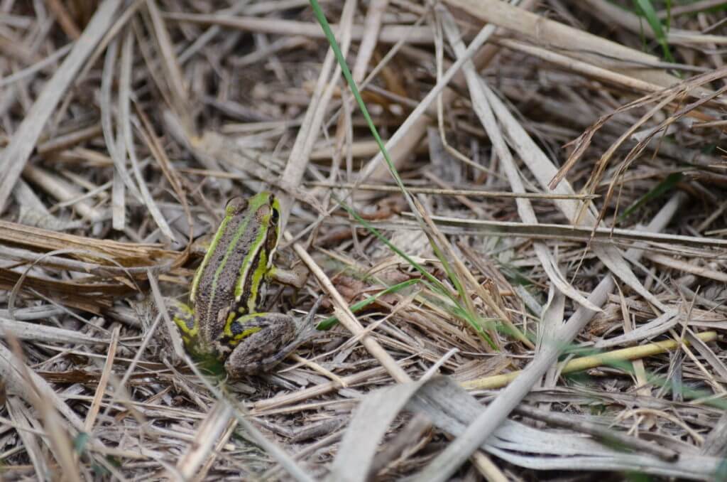 a marsh frog, oasi di ca' mello, oasis of ca' mello, parco regionale veneto del delta del po, po river delta, italy 