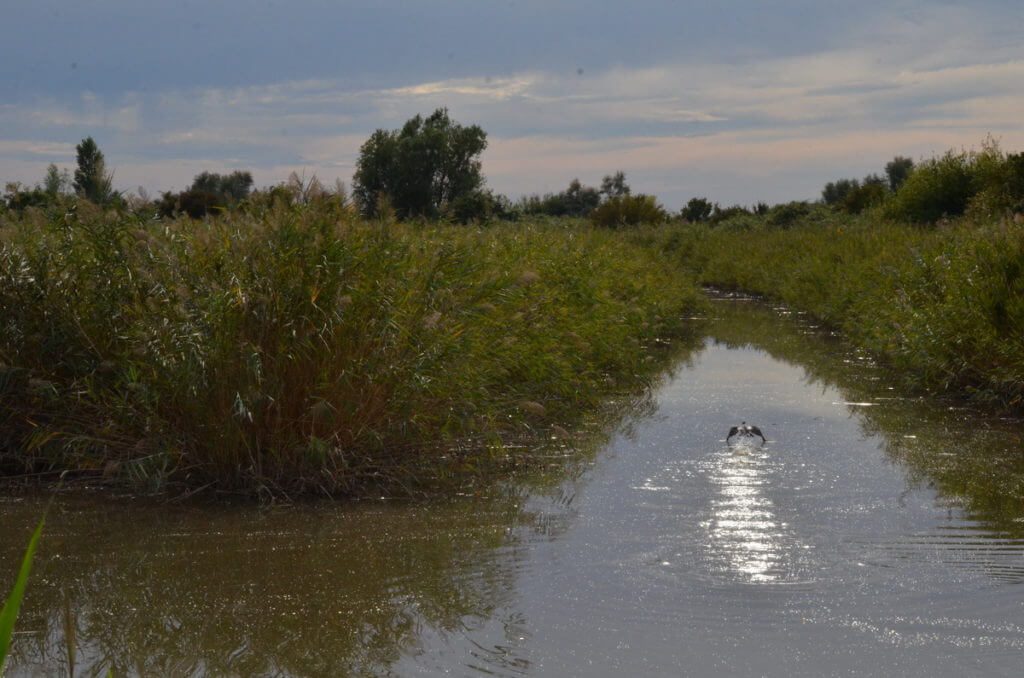 oasis of ca' mello, parco regionale veneto del delta del po, po river delta, italy 