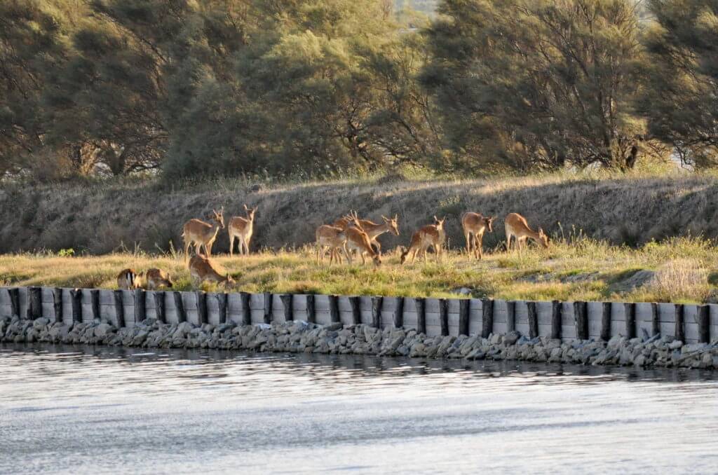 red deer, parco regionale veneto del delta del po, po river delta, italy 
