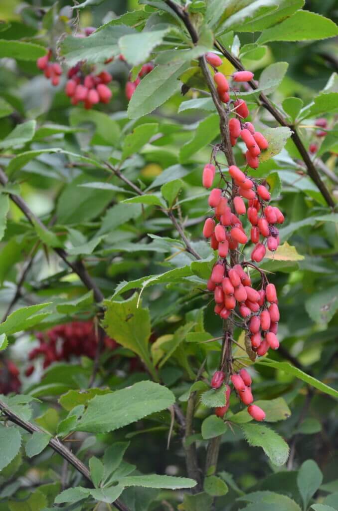 red fruits, oasi di ca' mello, oasis of ca' mello, parco regionale veneto del delta del po, po river delta, italy 