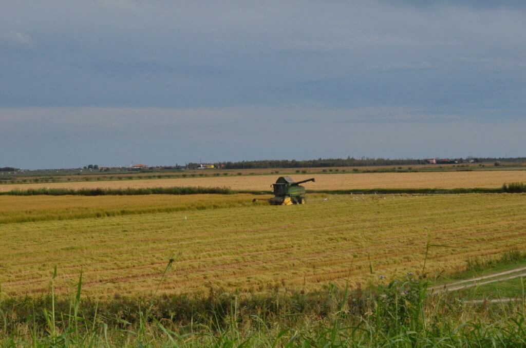 the rice harvest, parco regionale veneto del delta del po, po river delta, italy
