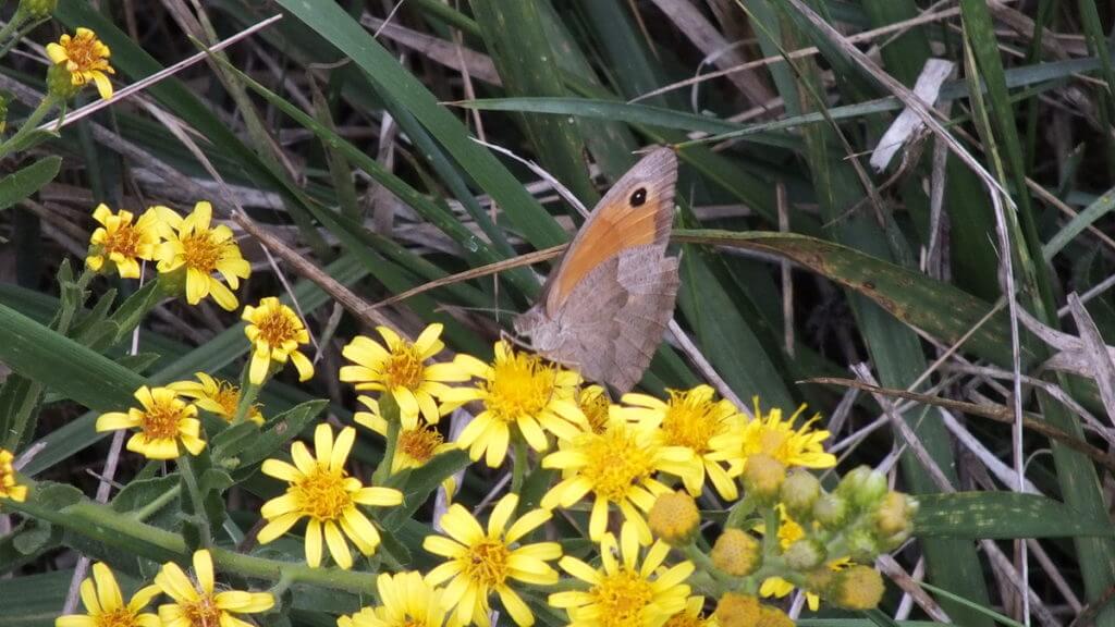 a small heath butterfly, oasi di ca' mello, oasis of ca' mello, parco regionale veneto del delta del po, po river delta, italy 